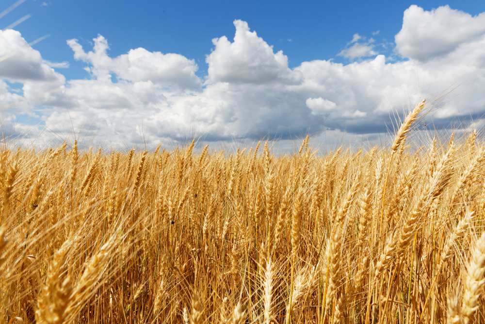 Более 114 миллионов рублей направят производителям зерна и рапса в Свердловской области